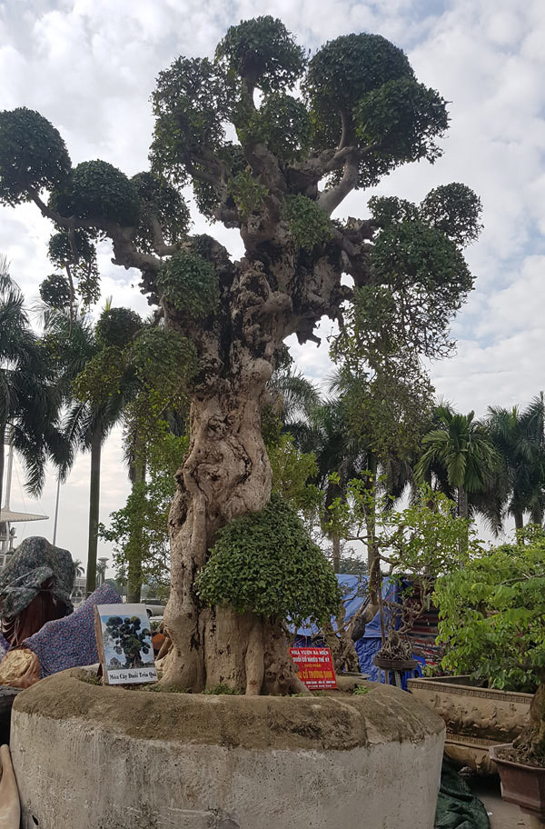 Cây duối còn lại mang tên "Đại cổ trường sinh" - thể hiện độ "khủng" về kích thước và tuổi đời. Ảnh: Vietnamnet.