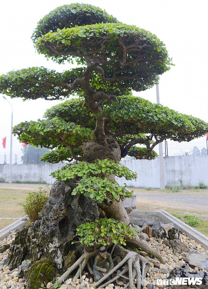 Nhờ hình dáng độc đáo, hiếm có này mà cây duối được trả tới 2 tỷ đồng. Ảnh: VTC
