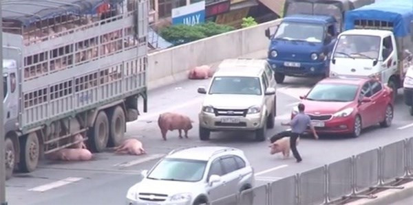 Lợn "vượt ngục" gây hỗn loạn giao thông.