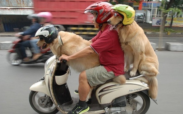 Cả chủ và tớ đều chấp hành luật giao thông.