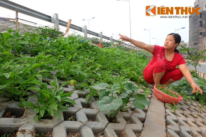 Nhiều người đi đường không khỏi ngạc nhiên và thích thú khi nhìn thấy những vườn rau xanh mướt trên taluy đường - đoạn dốc Bưởi giao cắt với Hoàng Hoa Thám (Hà Nội).