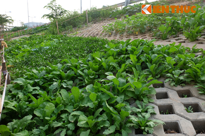 Con đường nghìn tỷ trở nên mướt mắt với những luống rau xanh.