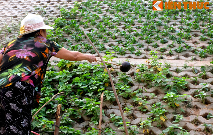 Một người dân trồng rau tại đường Bưởi tâm sự: "Trồng rau ở đây thì vất vả nhất là việc tưới nước. Taluy dốc nên ngày hai lần sáng tối, mang nước từ nhà ra tưới rau xong thì khỏi cần tập thể dục".