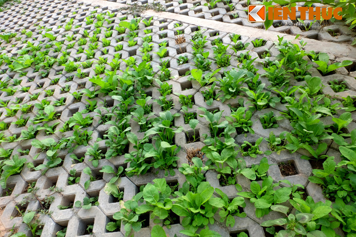 Chị Hương - một người dân sống tại khu vực này - cho biết: "Sau khi đoạn đường làm xong, thấy taluy có những ô vuông có thể trồng được rau nên nhiều người gieo hạt, mua rau giống về trồng. Ban đầu chỉ có vài nhà, sau đông hơn, vừa vui lại có rau sạch để ăn".