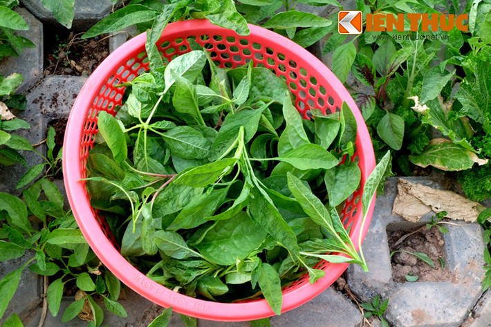 Một bữa rau sạch cải thiện cho cả gia đình.