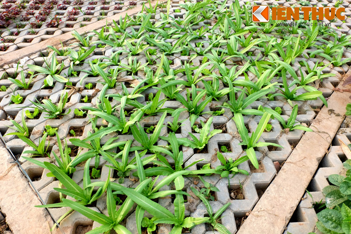 Không chỉ chuẩn bị các giống rau, nhiều người cẩn thận mang thêm đất dinh dưỡng, phân bón bỏ vào các ô gạch để rau tươi tốt.