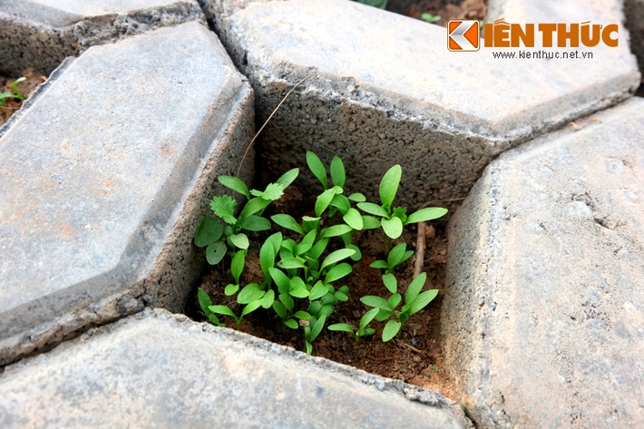 Tận dụng các khoảng trống trong ô gạch xây taluy, người dân gieo hạt giống rau.
