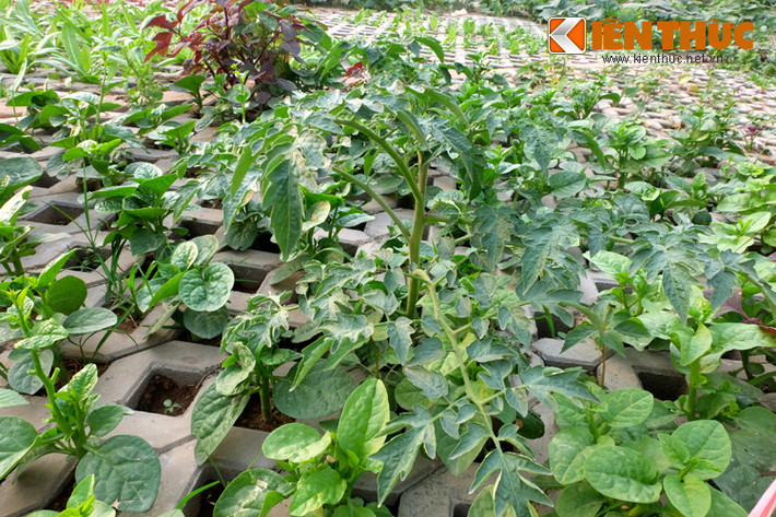 Ở Hà Nội mỗi tấc đất được ví như tấc vàng, vì thế, không khó hiểu khi người dân tranh thủ từng khoảng nhỏ để trồng rau xanh cải thiện.