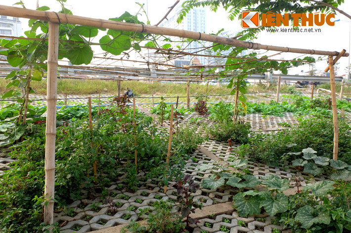 Nhiều người còn cầu kỳ làm cả giàn tre để trồng bí.