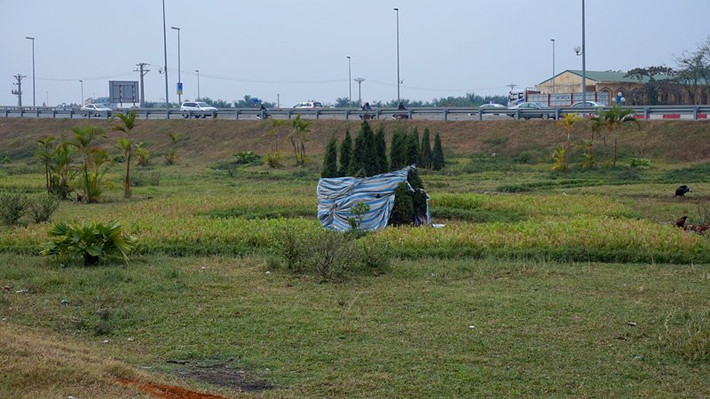 Cụm cây thông cảnh cùng chung số phận.