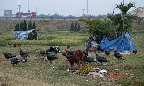 Sau gần 2 năm, hiện nay vườn hoa này trở thành nơi chăn thả bò của người dân sống trong khu vực.