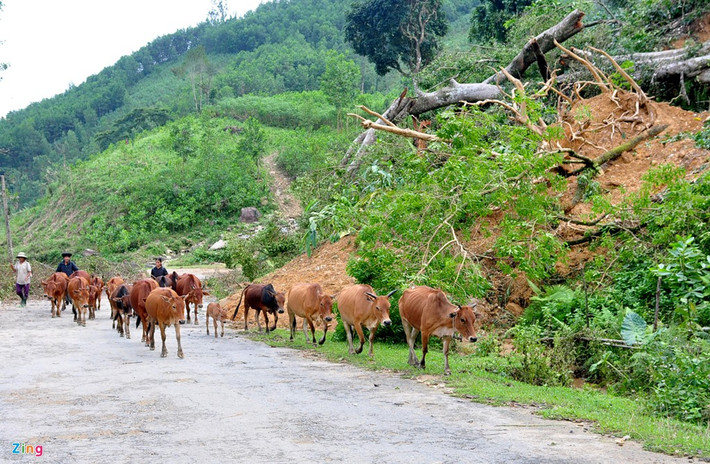 Mưa lũ lịch sử gây sạt lở núi kéo theo nhiều cây rừng cổ thụ ngã đổ, uy hiếp tính mạng người dân trên Tỉnh lộ 626 (Di Lăng-Trà Trung). "Núi lở sợ lắm nhưng hàng ngày phải đi qua để làm nương rẫy, chăn thả gia súc. Mỗi lúc đi qua khu vực này mọi người phải cố đi nhanh hoặc cắm đầu chạy để tránh đất, đá bất ngờ ập xuống vùi lấp", bà Nguyễn Thị Hà (ngụ huyện Sơn Hà) nói.