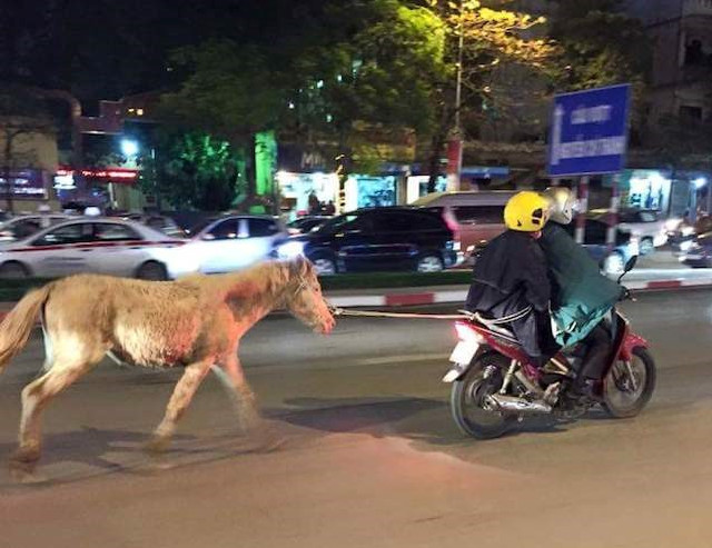 Ngựa bạch theo xe xuống phố.