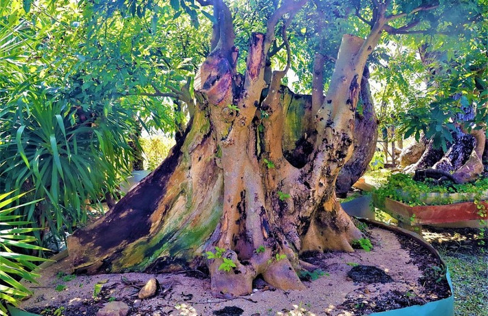 Trong khu vườn bonsai cổ thụ của chàng trai 8X, nhìn đâu cũng thấy cây tiền tỷ. Ảnh: Thuonghieusanpham