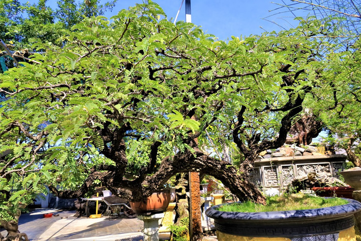 Với tình yêu cây cảnh, đặc biệt là đam mê bonsai (dạng cổ thụ), nhiều năm qua, chàng trai 8X Lê Ngọc Phước (ở thôn Ngọc Sơn, xã Ninh An, thị xã Ninh Hòa, Khánh Hòa) đi khắp nơi sưu tầm những cây bonsai dáng thế đẹp, lâu năm... Ảnh: Plo