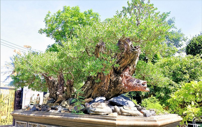 Trong đó, nổi bật nhất là cặp hải sơn tùng cổ thụ cực hiếm trị giá khoảng 1,6 tỷ. Ảnh: Thuonghieusanpham