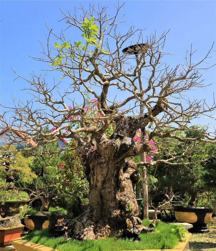 Gốc cây to, xù xì đậm dấu ấn thời gian. Ảnh: Thuonghieusanpham