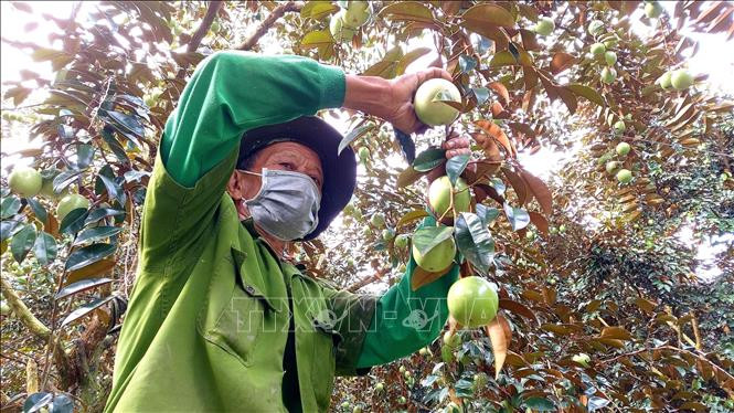 Nhờ trồng vú sữa, nhiều nông dân ở các tỉnh đồng bằng sông Cửu Long như Tiền Giang, Sóc Trăng, Cần Thơ... thu vài trăm triệu, thậm chí cả tỷ đồng/năm. Ảnh: Baotintuc