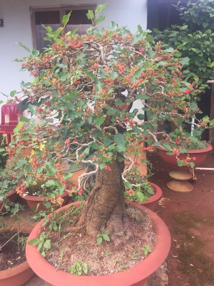 Những quả dâu chín đỏ mọng mọc ra từ thân cây xù xì được giới chơi cây cảnh đánh giá cao. Ảnh: Facebook