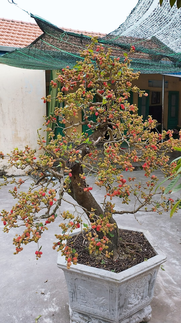 Giá mỗi chậu bonsai dâu tằm dao động từ vài trăm đến vài triệu đồng, tuỳ theo kích thước. Ảnh: Facebook