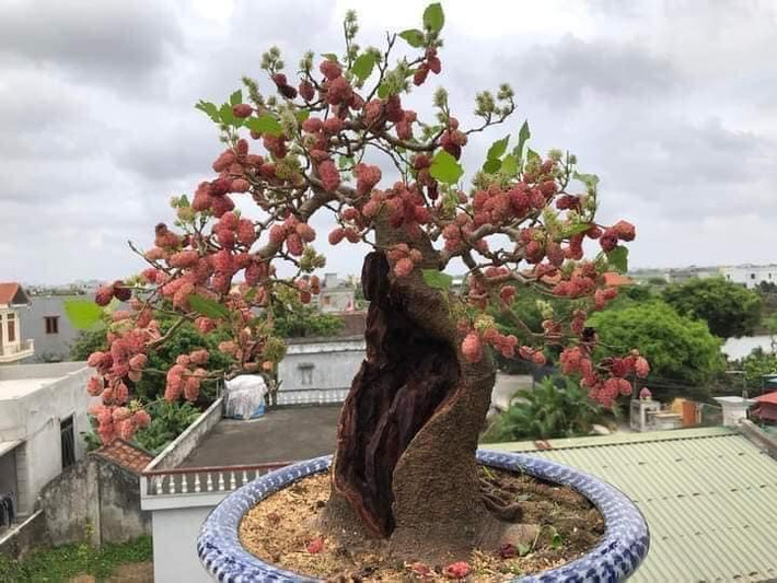 Khi quả chín sẽ chuyển dần từ màu đỏ sậm sang màu tím đậm. Ảnh: Facebook
