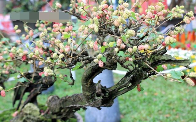 Dâu tằm bonsai dáng nghiêng lạ mắt. Ảnh: Dân Việt