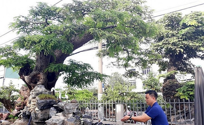 Theo anh Hồ Hải Sơn (ngụ huyện Hóc Môn, chủ nhân của cây me trăm tuổi), cây me bay trăm tuổi này độc, lạ nhất trong vườn. Gọi như vậy vì cây có hình dáng như đang bay lên trời, nhìn rất uy nghi. Ảnh: Thuonghieusanpham