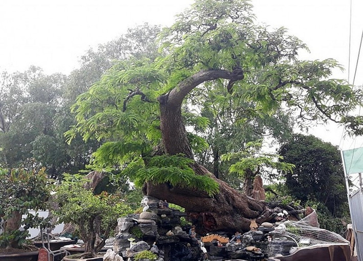 Giới chơi cây cảnh không khỏi xôn xao trước một tuyệt phẩm me cổ dáng rồng bay được một nghệ nhân kỳ công sưu tầm và đưa về từ Campuchia. Ảnh: Thuonghieusanpham