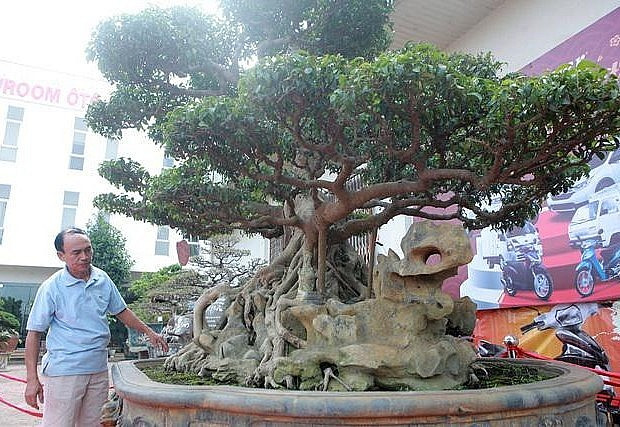 Giới chơi cây cảnh từng phát sốt trước siêu phẩm sanh cổ thụ 300 năm tuổi vô cùng độc đáo của ông Đào Văn Hiến (TP. Phúc Yên, Vĩnh Phúc). Ảnh: Thuonghieusanpham
