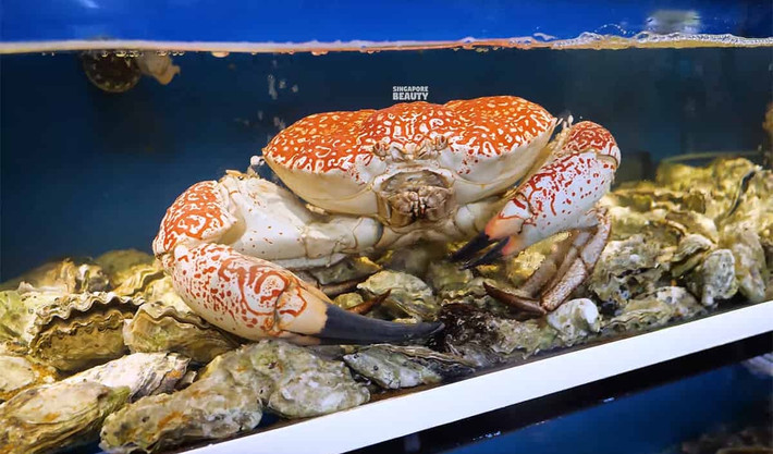 Để đánh bắt được loại cua này, ngư dân phải lặn xuống độ sâu hàng trăm mét và tìm kiếm trong những khe đá ngầm. Công việc đòi hỏi sự can đảm và kỹ năng đánh bắt chuyên nghiệp. Ảnh: Singapore Beauty