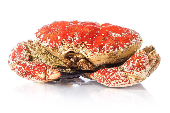 Cua khổng lồ Tasmania (chi Pseudocarcinus) là loại hải sản độc đáo và hiếm gặp. Chúng được coi là một trong những loài cua lớn nhất và hiếm nhất trên trái đất. Ảnh: Haisanhoanggia