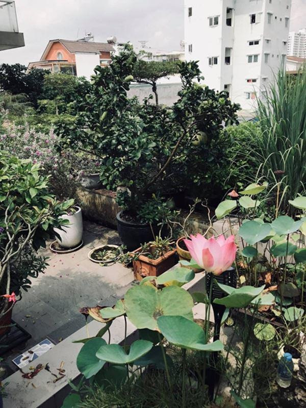 Ngoài rau, mẹ Hà Hồ còn trồng hoa sen và cây ăn trái. Ảnh: FBNV