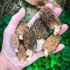 Mặc dù có vẻ ngoài kém hấp dẫn qua hình dạng nhăn nheo, có màu bùn, nhưng loại nấm mọc hoang này vẫn được yêu thích bởi hương vị ngọt thịt, mùi thơm xạ hương và vị đặc trưng rất riêng.
