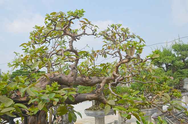 Cây ổi bonsai dáng song hoành có tuổi thọ hơn 75 năm có đường kính khoảng 30cm, cao 1,3m, ngang 2,3m. Ảnh: Dân Việt
