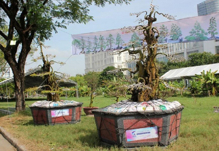 Hai cây khế có gốc rất lớn nhưng càng lên cao càng nhỏ dần. Ông Ba Hùng cho biết đó là thế “đầu voi đuôi chuột”. Ảnh: Vietnamnet