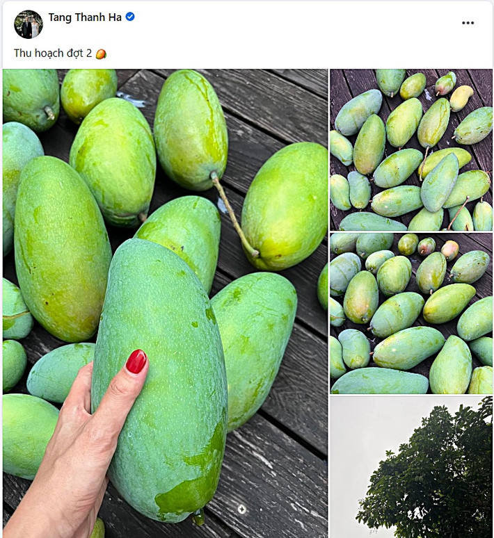 Mỗi năm, cây xoài trong vườn nhà Tăng Thanh Hà ra nhiều đợt. Chỉ cần, "dạo mát" một vòng quanh vườn là nữ diễn viên "Bỗng Dưng Muốn Khóc" là thu hoạch được rất nhiều trái.