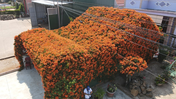 Những ngày gần đây, ngôi nhà phủ kín hoa chùm ớt rực rỡ tại Di Linh (Lâm Đồng) trở thành địa điểm du lịch thu hút đông đảo du khách. Ảnh: Vnexpress