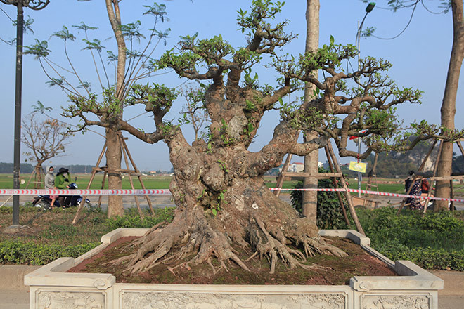 Cây sung bonsai dáng trực, đảm bảo yếu tố ”Cổ – kỳ- mỹ – văn”. Cây cao 1,7m, đường kính gốc 0,7m, bộ rễ tỏa đều các hướng như cây cổ thụ ngoài tự nhiên. Ảnh: Hoacanhquangvy