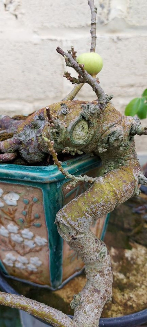 Sung bonsai dáng huyền độc đáo với phần thân cong xuống, ngọn mọc theo hướng đi xuống dưới. Ảnh: Hoacanhquangvy