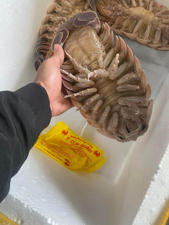 Tuy nhiên, bọ biển trọng lượng trên 1kg tương đối hiếm, không phải cửa hàng nào cũng có.