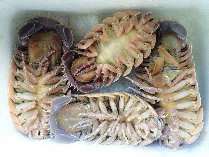 Một trong những lý do khiến giá bọ biển cao ngất ngưởng là chúng chỉ được khai thác vào một mùa duy nhất trong năm.