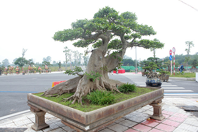 Tác phẩm sung bonsai có tên “Thành quả sung túc”, vững chãi như một bức tường thành. Ảnh: Dân Việt