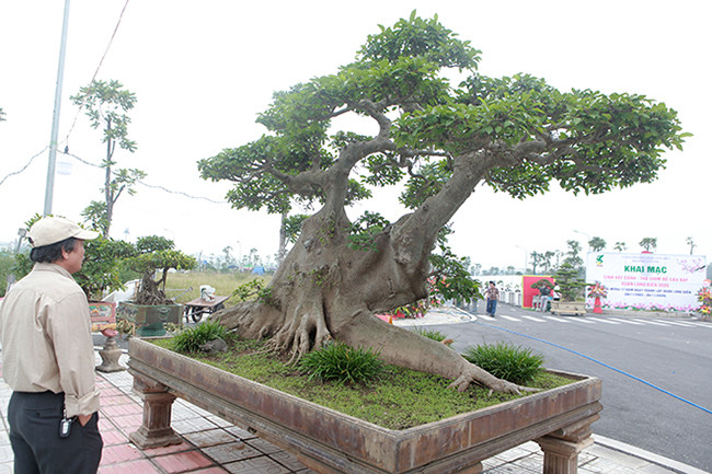Xuất hiện tại triển lãm cây cảnh Long Biên (Hà Nội) năm 2021, tác phẩm sung bonsai cỡ đại của anh Đặng Phùng Hiệp (Long Biên) thu hút sự chú ý bởi dáng thế độc đáo. Ảnh: Dân Việt