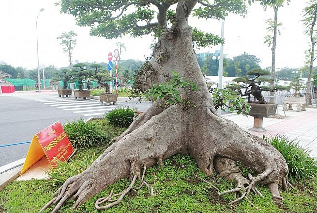 Cây sung cao khoảng 2 mét, đường kính bệ rễ khoảng 3 mét. Ảnh: Thuonghieusanpham