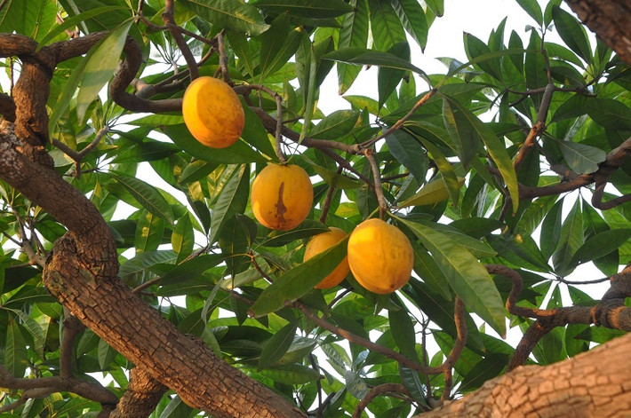 Trên cây có nhiều quả vàng óng đẹp mắt. Ảnh: Người đưa tin
