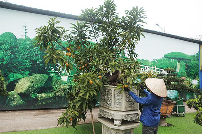 Ông Dũng mua cây trứng gà từ một người em ở Hải Phòng với giá 100 triệu đồng. Ảnh: Dân Việt