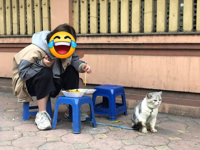 Dù cho chủ nhân có nịnh ra sao, chú mèo vẫn kiên quyết tuyệt thực để trừng phạt cho sai lầm này.