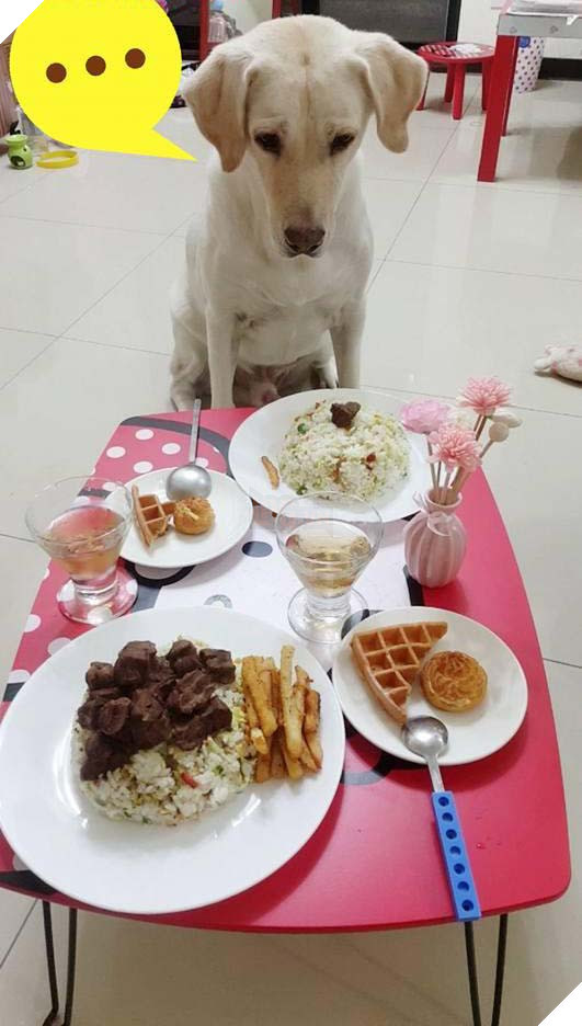 Được biết đến là người bạn trung thành nhưng các chú chó cũng có tự ái riêng. Dù "mâm cao cỗ đầy" nhưng chủ nhân bỗng quên chúng là y như rằng sẽ phải nhận hậu quả.