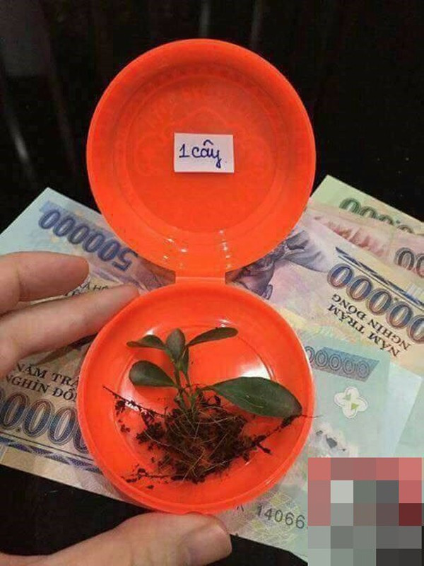 Chạy ra vườn, người chồng đã có 1 “cây” tặng vợ trong ngày Thần Tài.