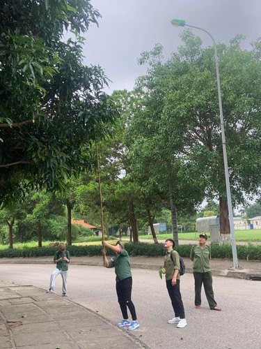 Nếu cây xoài ở vị trí quá cao, nhiều người đã cần phải nhờ tới công cụ hỗ trợ là cây sào.